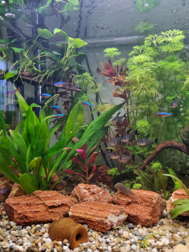 La beauté des plantes La végétations a pris ses marques, on aime tout, on est juste triste, on n'a pas réussi à faire pousser la graine de nymphea.