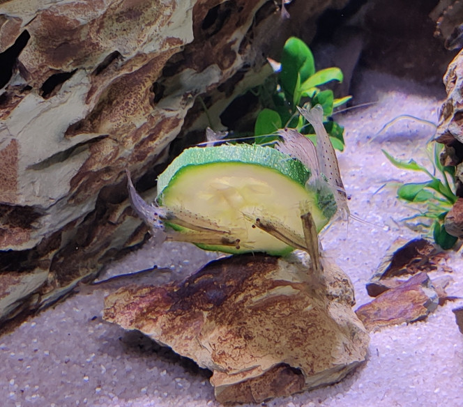 Caridina multidentata Courgette pochée au menu