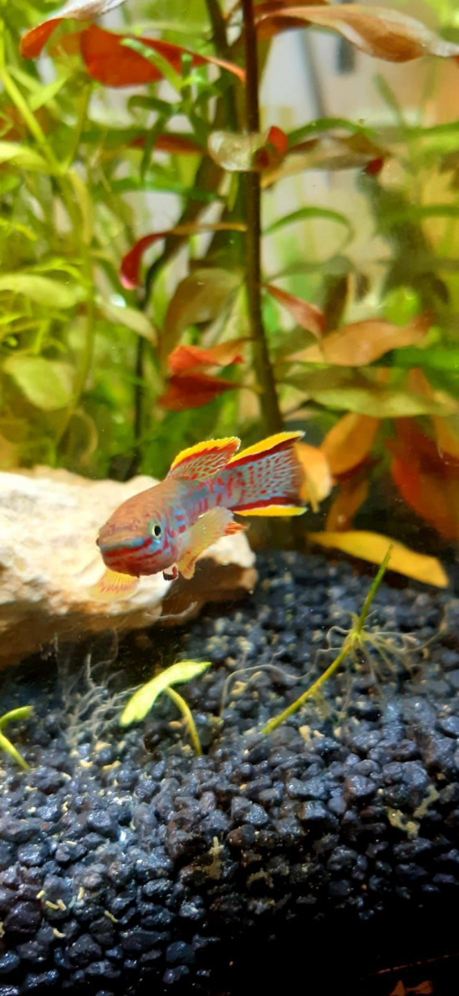 Fundulopanchax nigerianus innidere Voici des nouvelles d'un jeune mâle ♂️ 
Fundulopanchax nigerianus
innidere que j'avais envoyé. 
Ça fait super plaisir de recevoir des nouvelles des poissons qu'on envoie. 
En plus, je trouve son nouveau bac splendide ?