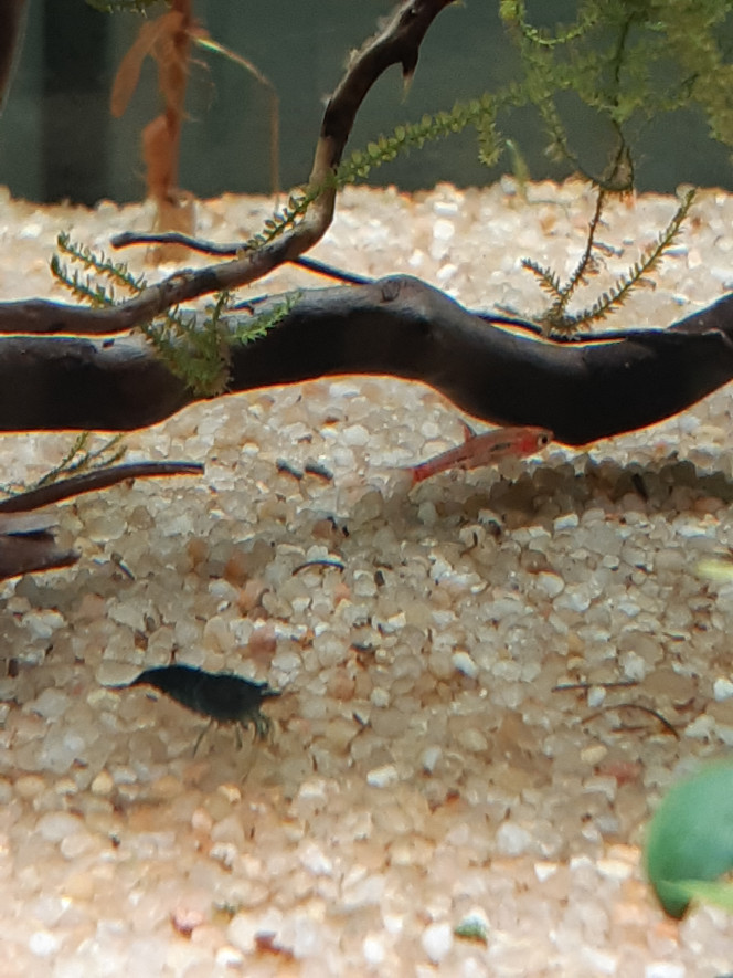 Rasbora Orné Les première stars sont arrivé: 20 rasboras briggittae !!!! On m'avais parlé de poissons timides mais pour l’instant c'est la course dans tous les sens et de la découverte. Ils ont l'aire de bien s'amuser a se propulser dans le flux de la canne de rejet et se laisser projeter...
Seul bémol, le groupe de 20 c'est plutôt divisé en 2.... j'ai également un individus qui préfère rester seul, j’espère que c'est pas mauvais signe.