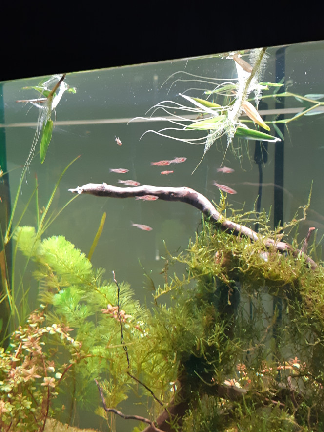 Rasbora Orné Les première stars sont arrivé: 20 rasboras briggittae !!!! On m'avais parlé de poissons timides mais pour l’instant c'est la course dans tous les sens et de la découverte. Ils ont l'aire de bien s'amuser a se propulser dans le flux de la canne de rejet et se laisser projeter...
Seul bémol, le groupe de 20 c'est plutôt divisé en 2.... j'ai également un individus qui préfère rester seul, j’espère que c'est pas mauvais signe.