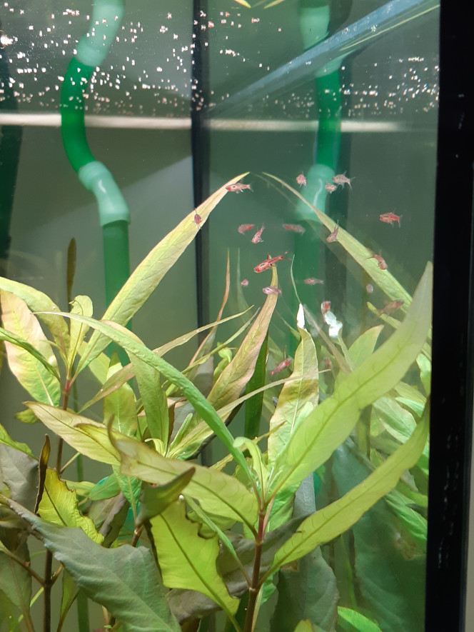 Rasbora Orné Les première stars sont arrivé: 20 rasboras briggittae !!!! On m'avais parlé de poissons timides mais pour l’instant c'est la course dans tous les sens et de la découverte. Ils ont l'aire de bien s'amuser a se propulser dans le flux de la canne de rejet et se laisser projeter...
Seul bémol, le groupe de 20 c'est plutôt divisé en 2.... j'ai également un individus qui préfère rester seul, j’espère que c'est pas mauvais signe.