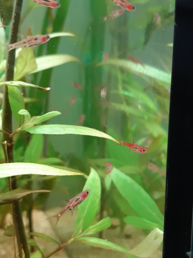 Rasbora Orné Les première stars sont arrivé: 20 rasboras briggittae !!!! On m'avais parlé de poissons timides mais pour l’instant c'est la course dans tous les sens et de la découverte. Ils ont l'aire de bien s'amuser a se propulser dans le flux de la canne de rejet et se laisser projeter...
Seul bémol, le groupe de 20 c'est plutôt divisé en 2.... j'ai également un individus qui préfère rester seul, j’espère que c'est pas mauvais signe.