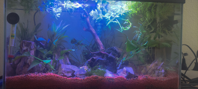  Refonte de mon bac après le départ des crevettes vers le 60L.
J'ai tout gardé, scindé la okho stone en plusieurs morceaux et racheté une petite racine.