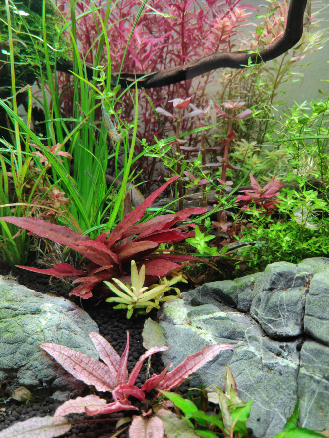 Quelques photo de plantes 