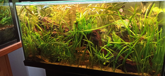 100L Diminutus - MAJ Photo 
