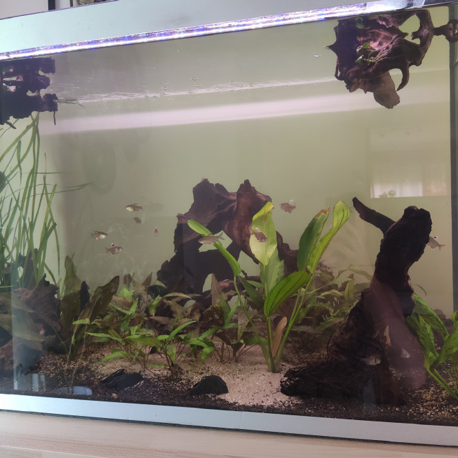 Avancement nouvel aquarium 