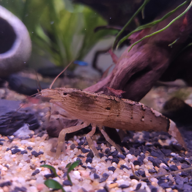 Crevettes Bambou RIP
Une des femelles