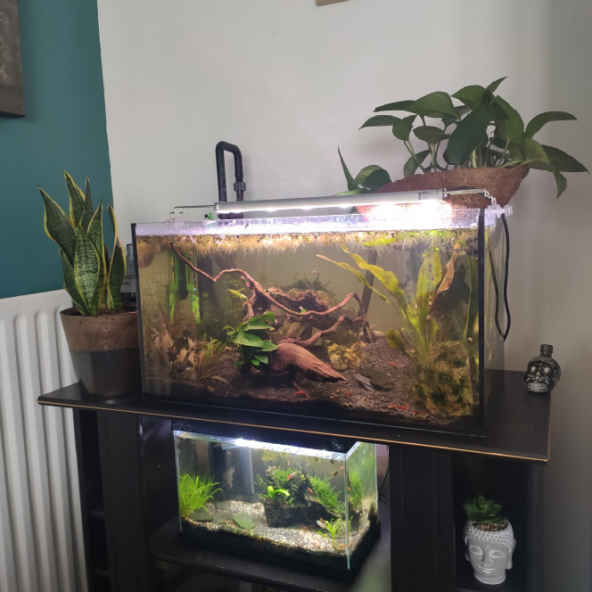 Premier aquarium 60 litres