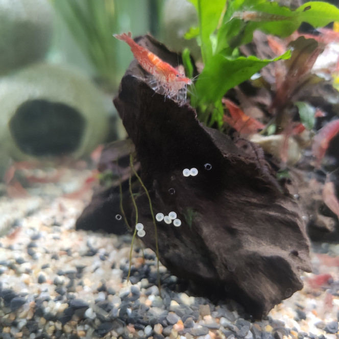 Oeufs corydoras Portée de Big mama
Avant son décès