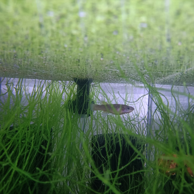Fundulopanchax nigerianus Misajé ADL 13-15 Femelle ♀️ reproductrice qui se porte à merveille.