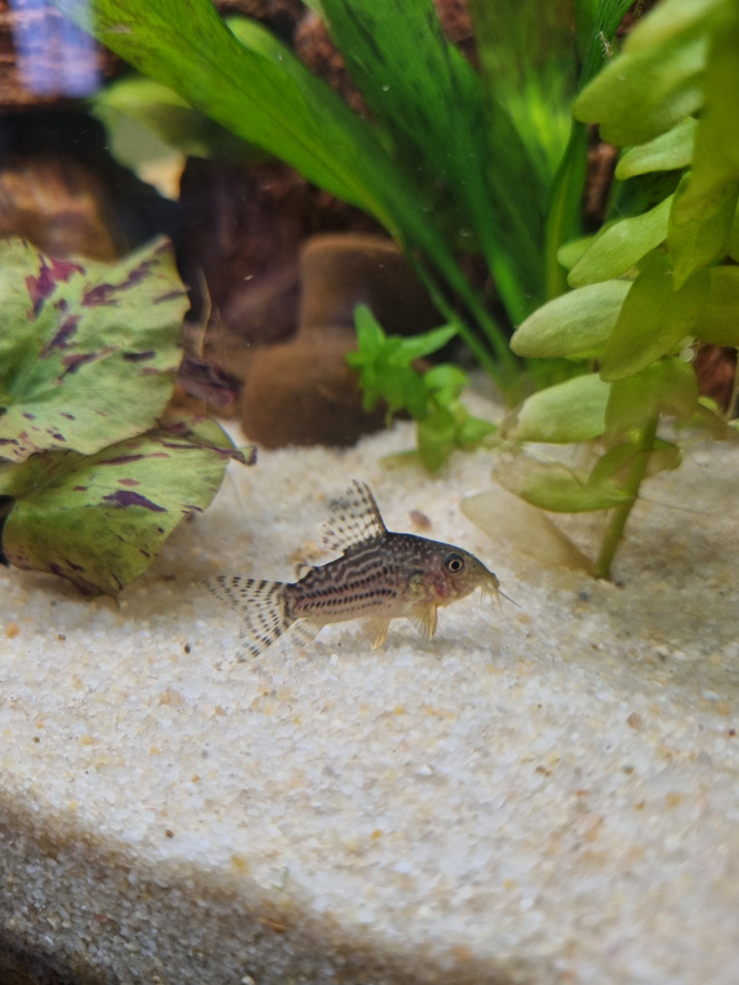 Bébé Sterbai Toujours très beau la vue d'en haut de l'aquarium.