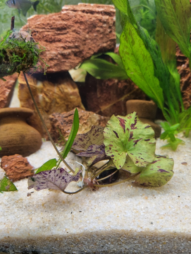 Le beau Nymphea Tellement un rêve dans un aquarium.