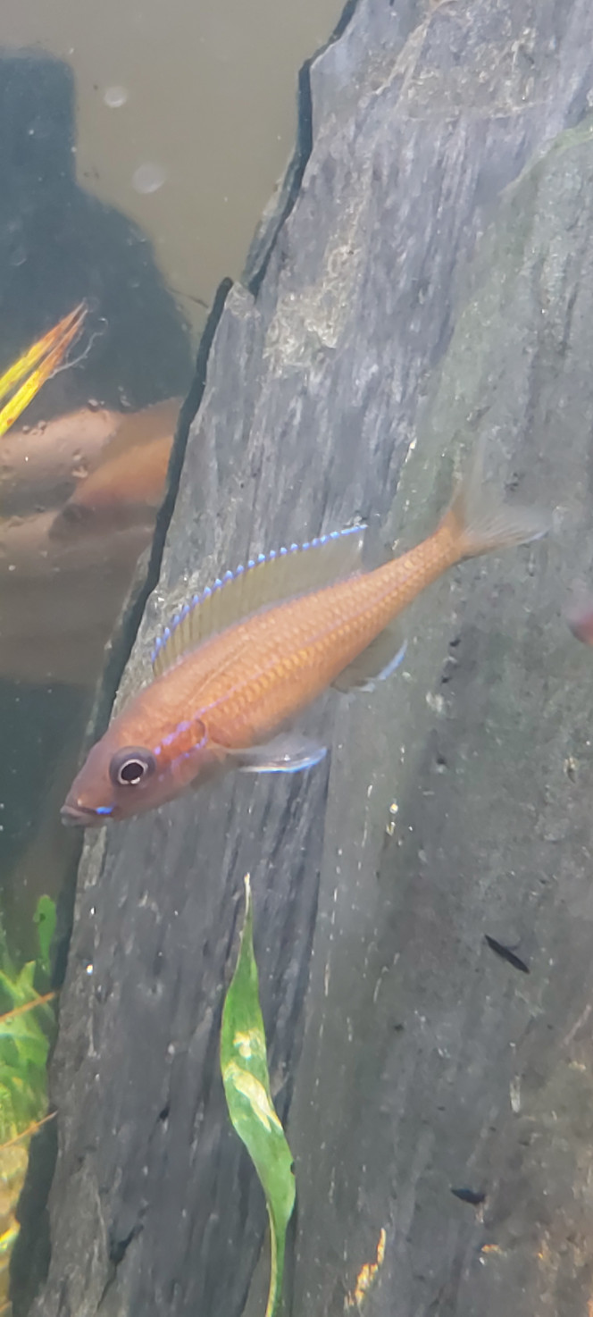 Paracyprichromis nigripinnis Ça y est les couleurs commencent à apparaître