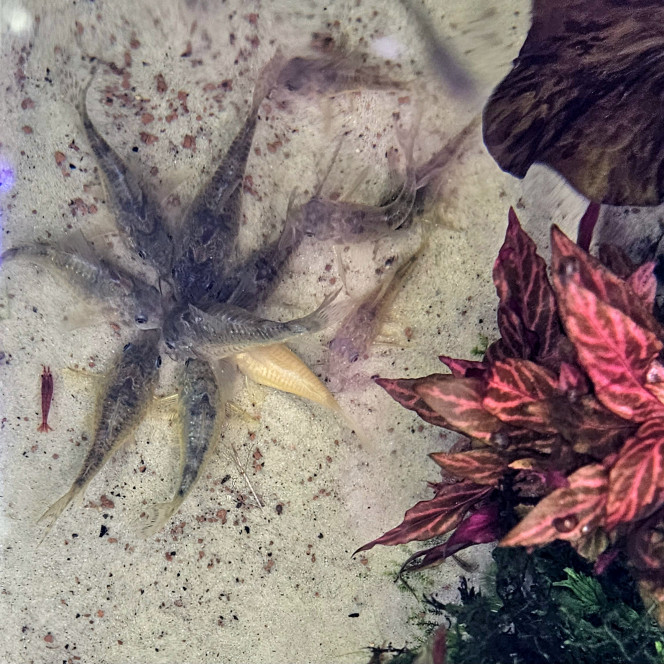 Photographie du post de MarleneMLX 