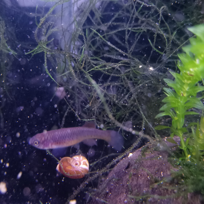 Femelle Fundulopanchax gardneri Nsukka 