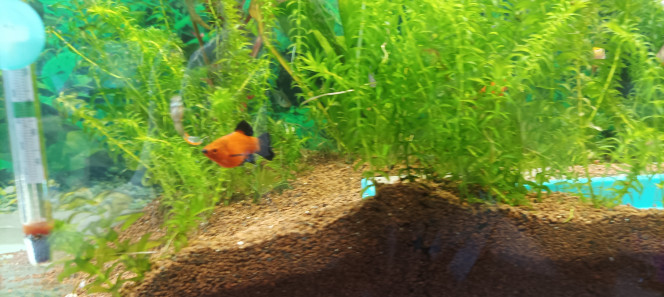 parlons un petit peu poisson Niveau poisson dans la description quand je suis arrivé j'ai fait un peu le tour mais maintenant je vais mettre des photos donc là nous avons un platy femelle sinon j'ai un mal de couleur jaune qui est d'ailleurs sexuellement trop actif et fatigue mes deux femelles heureusement elles m'ont fait des petits qui sont bientôt grand et qui soulageront leur mère sinon j'ai du GuppY guppy handler néon Tetra fantôme et citron ainsi que une autre sorte de Tetra dans le nom est inconnu vous verrez sur la photo je vous mets quelques espèces en photo mais ils sont tellement actifs que avec un portable qui n'est pas un réflexe c'est très dur d'obtenir des photos de bonne qualité j'en ai quelques-unes sinon je mettrai des photos de groupe niveau espèce j'ai aussi un gros noir et jaune auquel j'ai cru que c'était un platy mais en fait ce n'est pas un qui vient du bac de ma mère.