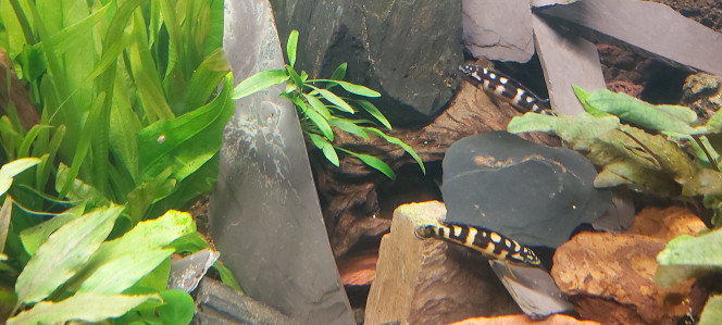 Cichlidés tanganyika planté Des nouvelles de mon bacs