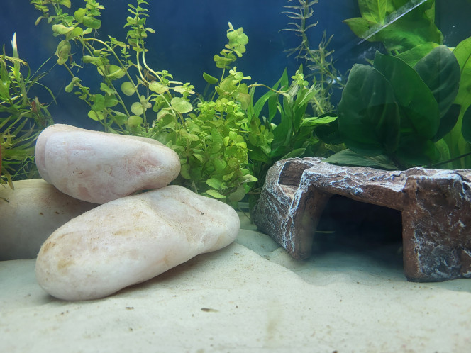 L'aqua des axos Ca pousse bien !
Groupe froid installé ce week end et hop dans le grand bain les bébés !