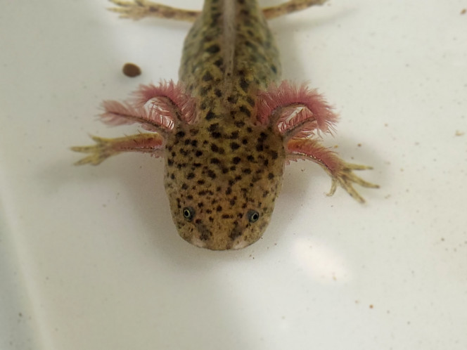 L'aqua des axos Ca pousse bien !
Groupe froid installé ce week end et hop dans le grand bain les bébés !