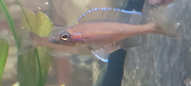 Cichlidés tanganyika planté Mâle paracyprichromis nigripinnis
Et nauplies d'artemia