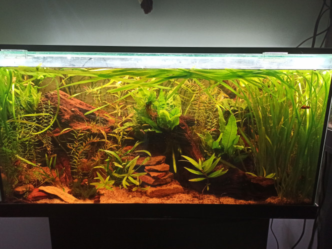 100l Diminutus & Rasboras - MAJ Photo 