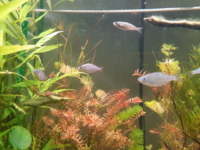 Melanotania Praecox La deuxieme fournée de star, 6 Melanotania Praecox.
Très vif et très curieux !!! Un peu trop au gout de mes crevettes pour qui je vais augmenter le nombre de plante au sol et de cachette.
Poisson sompteux avec ses reflets bleu metallique et ses nageoires rouge (pour les mâles uniquement) qui mérite bien son nom d'Arc en ciel Nain.