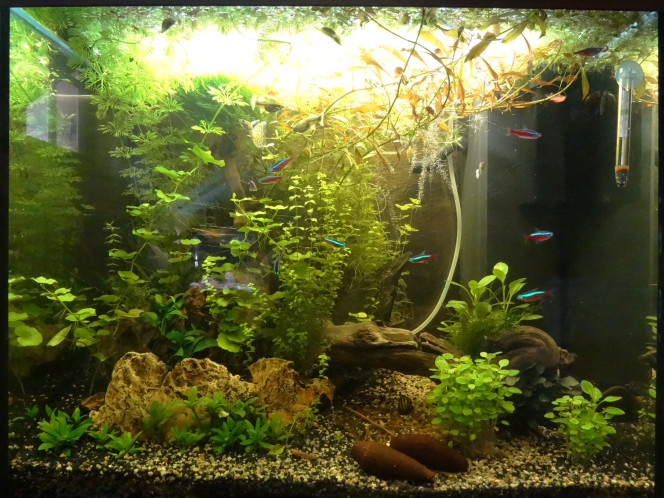 Avant-après Première grosse taille d'ensemble et installation définitive de la Limnophila Sessiflora (6 juillet).
Après un séjour d'une semaine en "quarantaine"  pour cause de pucerons (3 jours sous l'eau, plusieurs rinçages, maintien en barquette hermétique) retour des plantes flottantes. assainies.
Dispositif CO2 Start Sera en test (comprimés à diffusion limitée, 1 tous les 2j).
Je déplore la perte de Nenette, la femelle guppy qui ne s'était jamais vraiment nourrie chez moi  et dont le mal non identifié a résisté à mes tentatives de traitement ( :( )