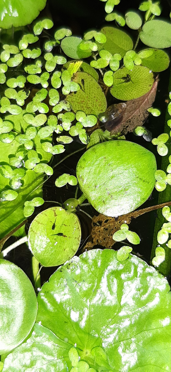 Alevins colisa chuna Heureux de cette découverte mais malheureusement c'est dans le bac principal et je pars en vacances dans 15 jours donc je vais laisser faire la nature...? j'ai de la faune microscopique dans ce bac et il est très planté. Je croise les doigts