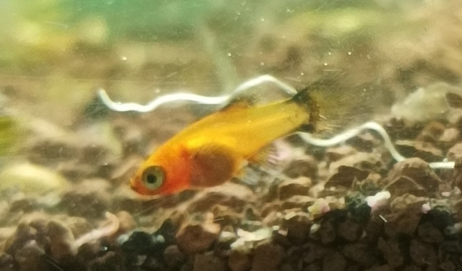 petite question Bonjour Petite question voilà mes bébés platy on voit bien que c'est certainement une future femelle qui est complètement rouge par contre je vais vous mettre une photo après je ne comprends pas ce que c'est c'est un corps transparent avec une queue complètement rouge peut-être en seriez-vous plus que moi ?