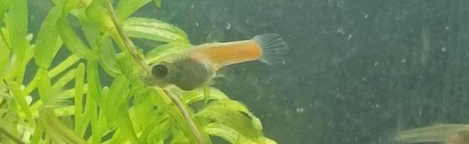 normal ou bizarreries de la nature ? Ou c'est peut-être tout simplement un GuppY car dans mon dans ma pouponnière je n'ai pas que des platis j'ai aussi des guppys et des handler mais tant qu'ils ne sont pas assez grand on peut pas distinguer mâle femelle et cetera mais là ça ressemble à un platy un petit peu mélanger. D'ailleurs je viens vers vous tous s'il vous plaît est-ce que quelqu'un voudrait des poissons je suis envahi mon bac ne va pas supporter le supplément donc j'aurai du platy du GuppY du guppy handler mâle femelle à donner ou échanger contre quelque chose je sais pas pas de poisson j'en ai trop donc je compte sur vous pour me contacter je suis de Saint-Dié-des-Vosges si ça vous intéresse j'ai des alevins des ados de toute façon je donne que les alevins et les ados les autres c'est pas la peine vu l'espérance de vie si ça vous intéresse merci de me contacter au plus vite ça pourra arranger quelqu'un et moi mon bac s'emportera que mieux malgré que je fais tout pour que les constantes soient bonnes mais la surpopulation c'est jamais très bon car une constante peut monter d'un coup sans prévenir merci de me contacter sur un message privé sans discussion il y a pas de problème si vous voulez des renseignements aucun problème.
