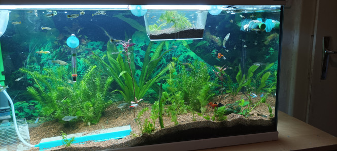 vu que la flaure ce sent mieux! Petite réorganisation est aération des plantes qui sont en rémission d attaque d algues. Au vu de la petite réorganisation mes tétra fantômes font les fous ce courses est c est comme ça que je vois que ce que j' ai fait leurs plaît. Car je sais pas pour vous mais moi quand les phantome est néons ce montre plus de d abitude c est qu'il ce sentent bien car il sont timide en général ces 2 espèces particulièrement . Est vous comment vos poisson ce comportent si ils sont pas trop actif ça vous arrive de voir en fonction de leur activité. Comme le dicton du poisson rouge qui a 2 secondes de mémoire faut Archos faut moi je trouve que ils sont tous avec des caractères différents même intelligent car tout les jours ont a des petites choses qui ne sont pas anodine est ils savent bien quo les nourris ou pour les attraper au Filet si ils ce sont fait avoir par une technique ils savent est ne reproduisent plus la même erreurs ! Pas folle les bêtes !