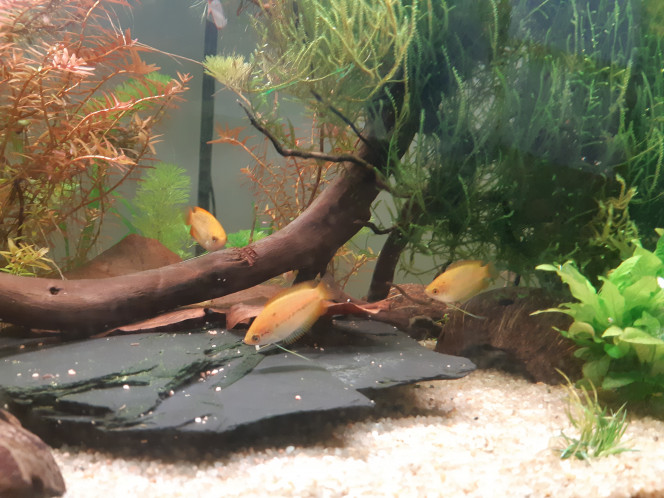 Trichogaster Chuna Arrivé des derniers locataire, 5 Gourami Miel dont 1 mâle et 4 femelles.
Vraiment superbe avec se jaune orangé. Plutôt calme mais très curieux.