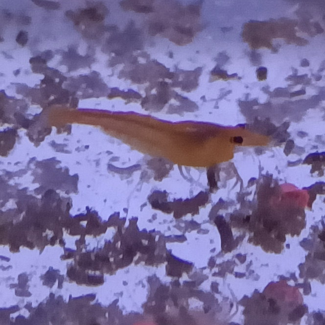 Crevette Sakura orange 