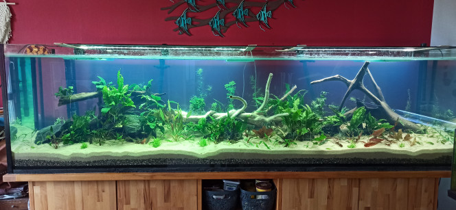 Renouveau Réfection complète du 1000 suite à son déclin irréversible (sol mort). Nettoyage et désinfection en profondeur de toutes les surfaces.
- Nouveau substrat : 120 kg d'Aqualit
- Nouveau sable : 150 kg de sable de filtration pour piscine Axton. Ce sable est aussi fin que le Scalare.
- Nouvel éclairage : 2 rampes Chihiros RWGB 2
J'ai conservé certaines plantes (environ 30 %), toutes les autres sont parties au compost.
Les 2 filtres ont été déplacé le temps des travaux et ont continué de tourner dans le 250L qui a accueilli les poissons restants (Corydoras, Otocinclus, Kuhlis et Bubulle). Les masses filtrantes ont été conservées en l'état, sauf le perlon qui a été remplacé par du neuf. Les tuyaux encrassés et les cuves ont été javellisés. Donc censément, nous ne devrions pas avoir de montée de nitrites ou alors de faible proportion.
Les racines ont été brossées, javellisées puis re-brossées et rincées (eau bouillante puis eau froide). La racine centrale a été déplacée avec une autre plus petite dans le 250L pour offrir un abri aux Corys. Elle a été remplacé par une racine d'Hibiscus Syracusa.
Les plantes conservées ont été réinstallées dans le bac (cryptocorynes, microsorum). Les épiphytes sont provisoirement montées sur pierres, le temps que les racines reprennent l'eau, les Cryptos sont plantées.
Ajout aujourd'hui de :
- 1 Cryptocoryne Lutea
- 1 Cryptocoryne Walkeri "Legroi"
- 2 Hygrophila Pinnatifida
- 1 Pogostemon Helferi
- 2 Hygrophila Corymbosa
- 2 Hygrophila Polysperma "Sunset"
Les lampes UV sont activées uniquement 2 heures de nuit le temps du cyclage. Par la suite, elles ne seront enclenchées qu'en cas d'algues vertes en suspension ou de l'introduction de nouveaux poissons.
La nouvelle population est en discussion.