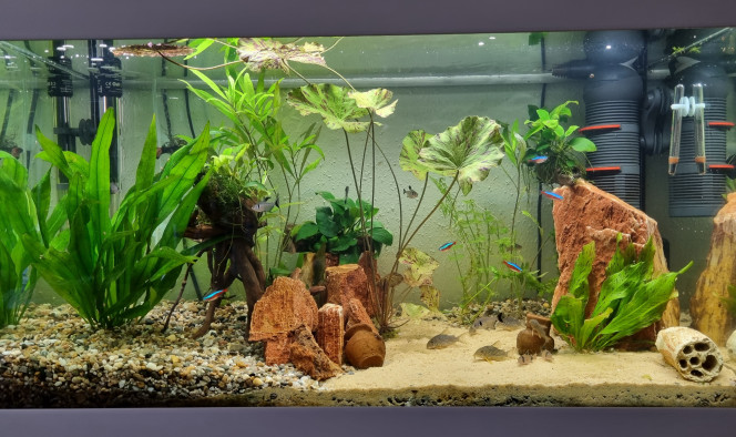 LE CANYON  OCCITAN juillet 2023 Un aquarium plus minimaliste