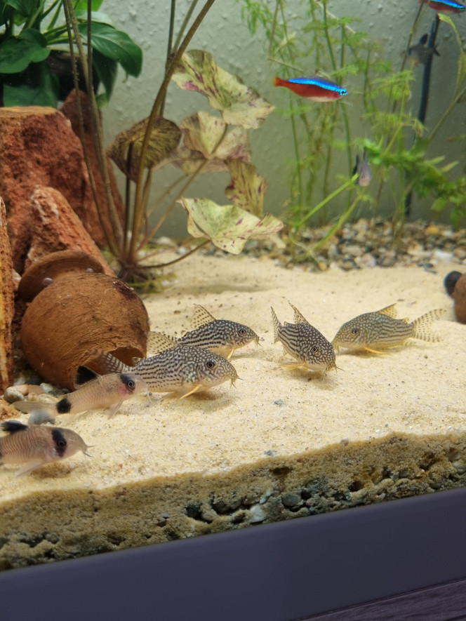 Population de Corydoras Des Sterbai et Panta à la sieste