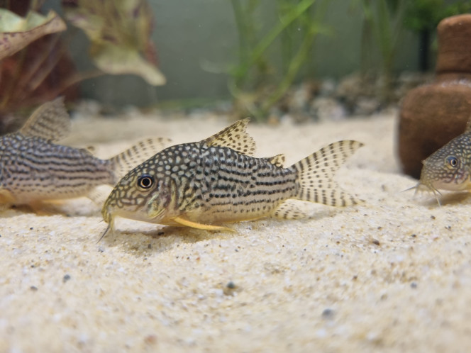 Population de Corydoras Des Sterbai et Panta à la sieste