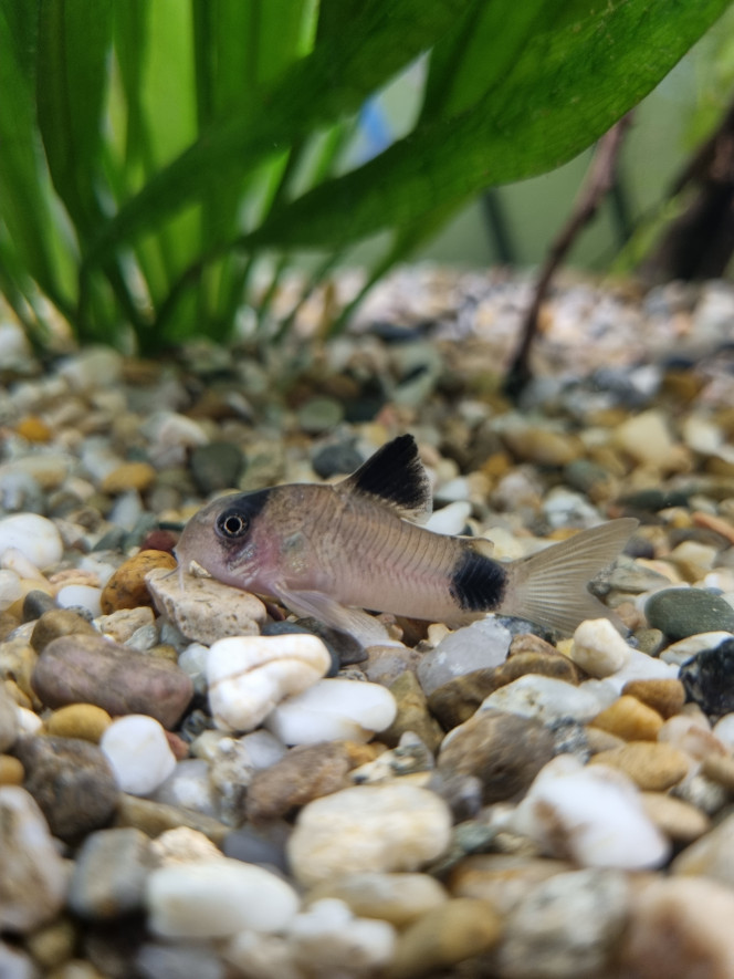 Population de Corydoras Des Sterbai et Panta à la sieste