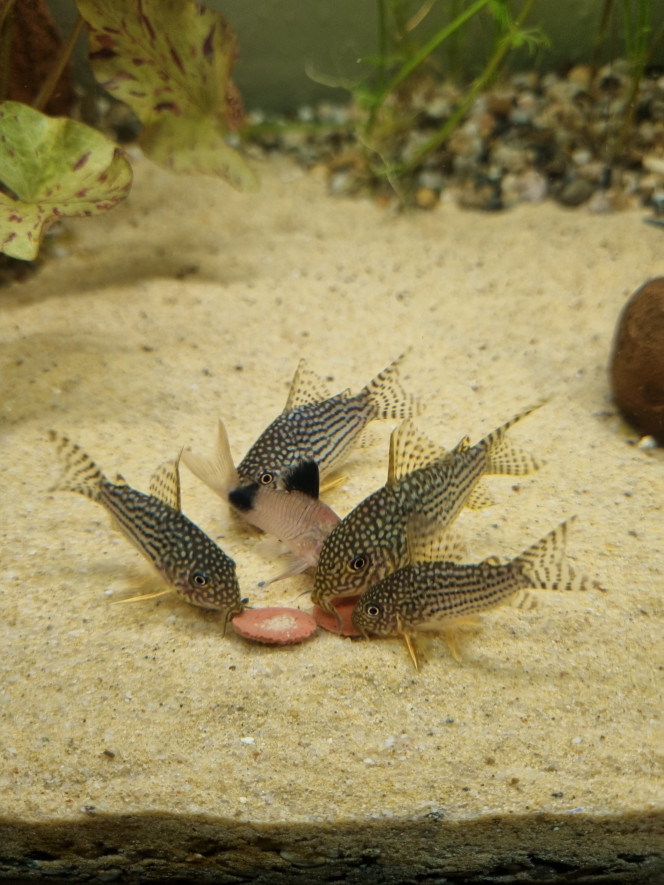 Ça rigole pas avec  la bouffe Banc de corydoras