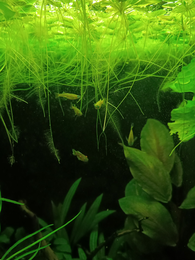  Ces p'tits poissons sont officiellement les plus durs à photographier que j'ai jamais eu...toujours en mouvement ! Mais beaucoup moins timides que prévu. Au contraire ils ont tendance à venir nous voir dès qu'ils détectent une présence