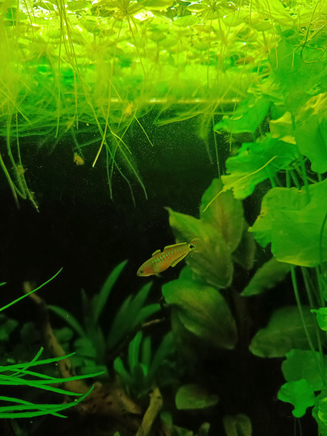  Ces p'tits poissons sont officiellement les plus durs à photographier que j'ai jamais eu...toujours en mouvement ! Mais beaucoup moins timides que prévu. Au contraire ils ont tendance à venir nous voir dès qu'ils détectent une présence