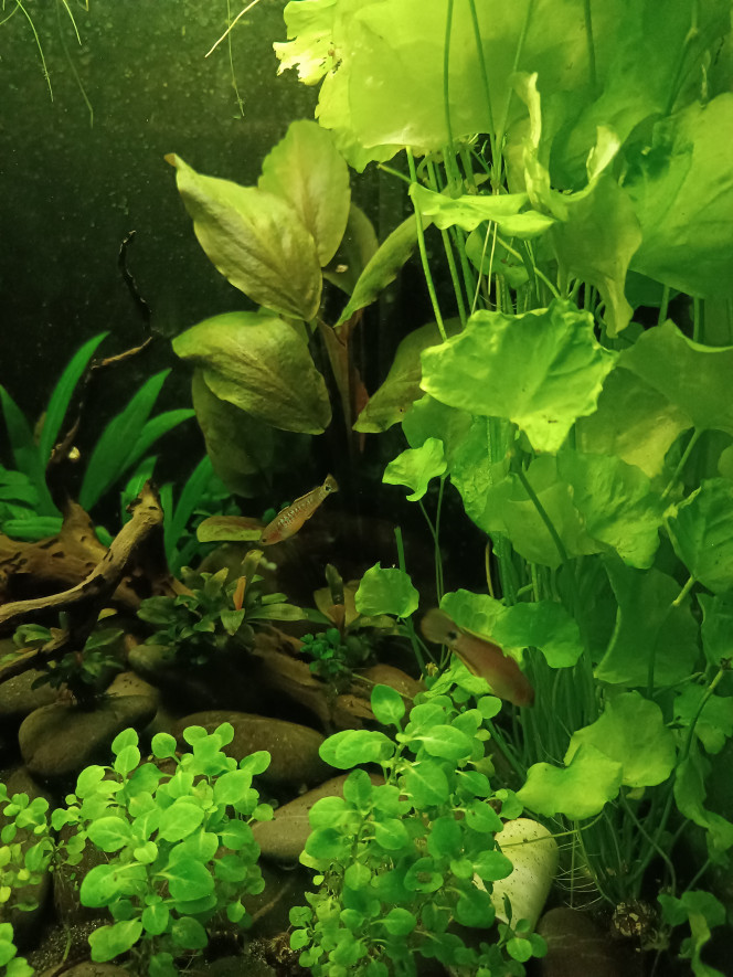  Ces p'tits poissons sont officiellement les plus durs à photographier que j'ai jamais eu...toujours en mouvement ! Mais beaucoup moins timides que prévu. Au contraire ils ont tendance à venir nous voir dès qu'ils détectent une présence