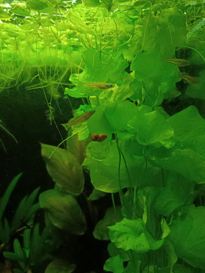  Ces p'tits poissons sont officiellement les plus durs à photographier que j'ai jamais eu...toujours en mouvement ! Mais beaucoup moins timides que prévu. Au contraire ils ont tendance à venir nous voir dès qu'ils détectent une présence