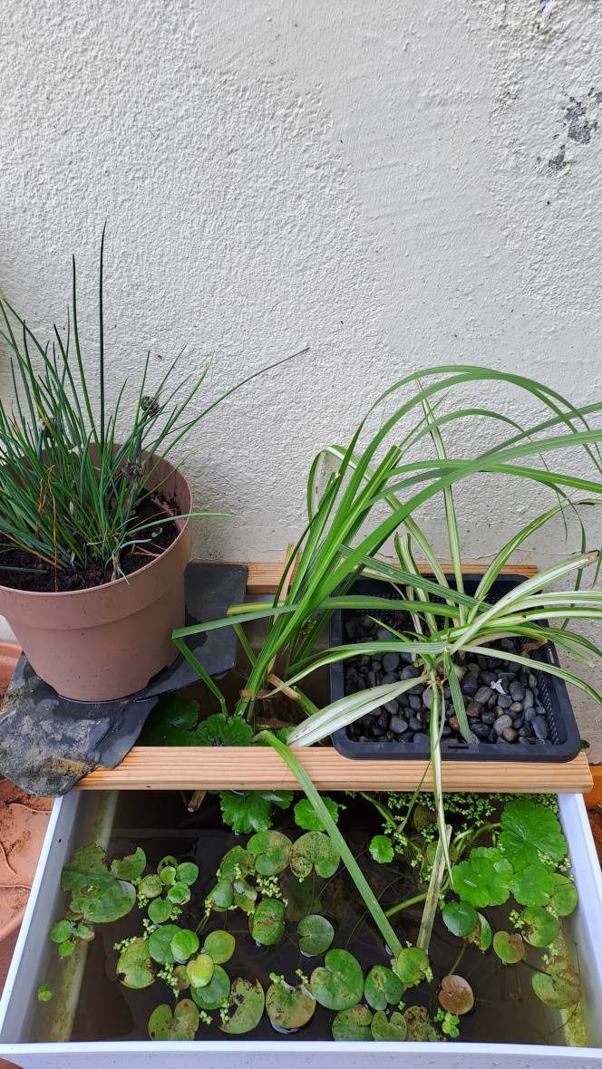  J'ai rajouté deux morceaux de bois pour surélever la plante et posé un pot pour créer une zone d'ombre sur la moitié du bac.