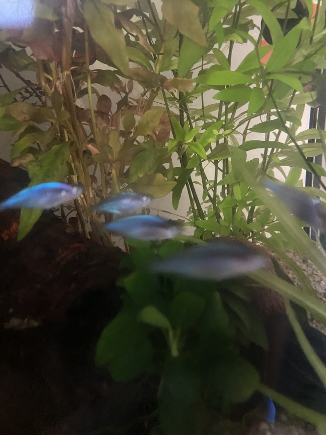 Évolution 210L australo-guinéen Hier, j’ai ajouté 12 poissons arc en ciel nain et 4 tâteurs. Les arcs en ciel se déplacent déjà en banc et les tateurs se montrent curieux, je les ai vus entrer dans les noix de coco et chacun à l’air d’y trouver son compte. 

Les deux espèces se rencontrent et s’observent sans animosité. Ils regardent les moindres recoins ainsi que les crevettes pour l’instant sans les poursuivre. Après le stress subis la veille, car une 1h30 de route avant d’être relâché, ils retrouvent leurs couleurs ! 

Je les nourrirai au vivant 2 fois par semaine et j’ai hâte de savoir si j’aurai des reproductions !