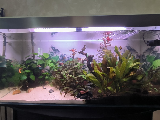 alocasia Après l'accident avec le CO2 de l'année dernière ou j'ai perdu la totalité de mes poissons, voici mon aquarium refait sans CO2  :)