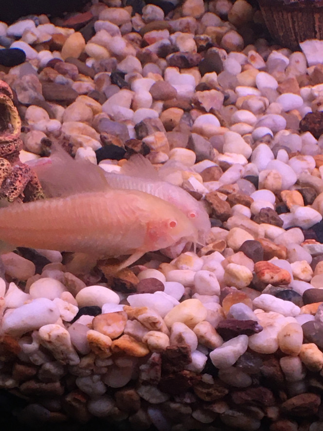 Corydoras-Albinos Mes deux Corydoras-Albinos