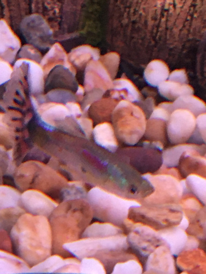 Guppy-Male Nouvelle espèce pour mon Aquarium communautaire