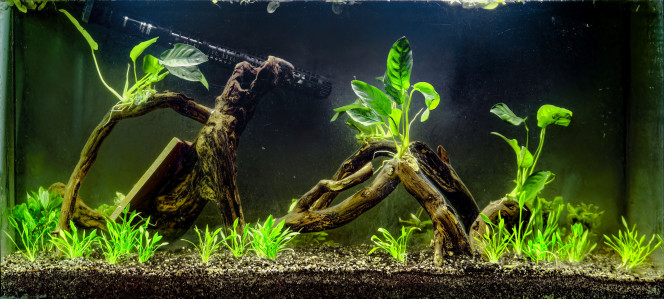 Aqua 1 première plantation Jour 1 En avant plan : Cryptocoryne Parva
- sur racines : Anubias Barteri Nana
- en arrière plan : Hygrophila Corymbosa "Siamensis"
- en surface : Limnobium Laevigatum